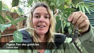 Harvesting Pigeon Peas aka "Gandules"