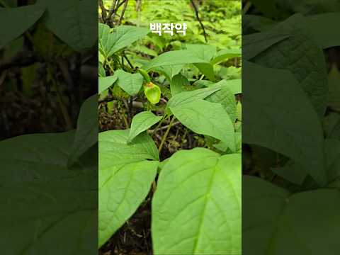 사람들 발길이 끊긴 900고지에서 백작약  군락지발견