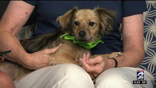 Clear The Shelters happens Saturday