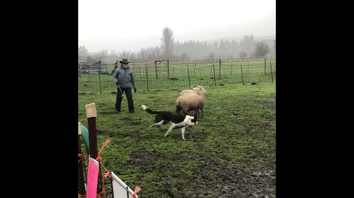 Fidos Farm first run