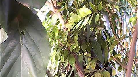 MOV00007.AVI (For auto-dubbing experiment for non-English viewers)