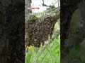 数千匹の蜂の塊が 1 分で消える #ニホンミツバチ #分蜂