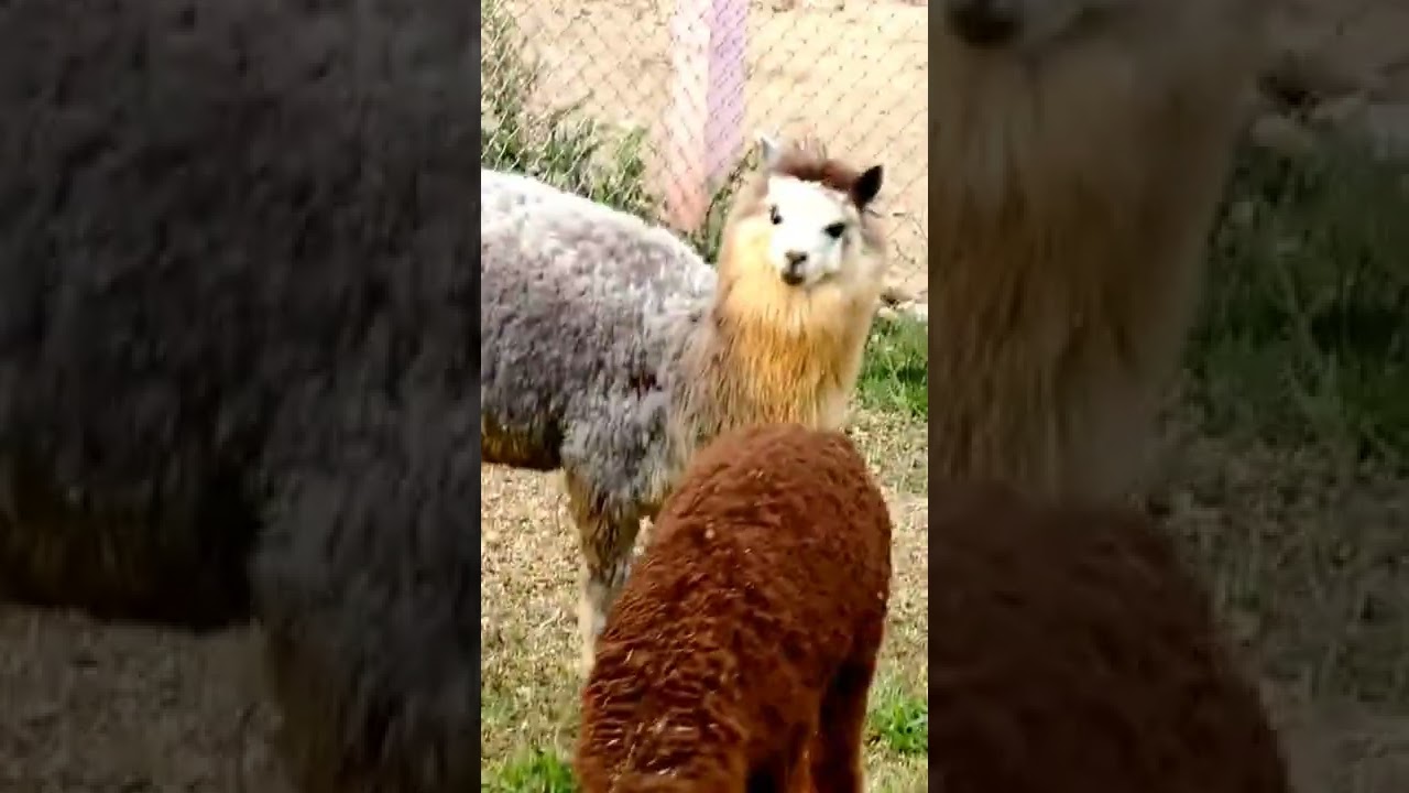 Llama Sheep Eating Grass