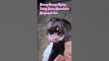 Berang-Berang Giginya Taring Semua #otter #berangberang #moochy #shorts #fyp #short #beranda