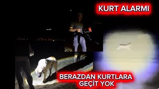 KURTLAR SALDIRIYA GEÇTİ. BERAZ VE ZEHİR KURTLARA KARŞI İNANILMAZ MÜCADELE. AKSİYON DOLU Bİ GECE