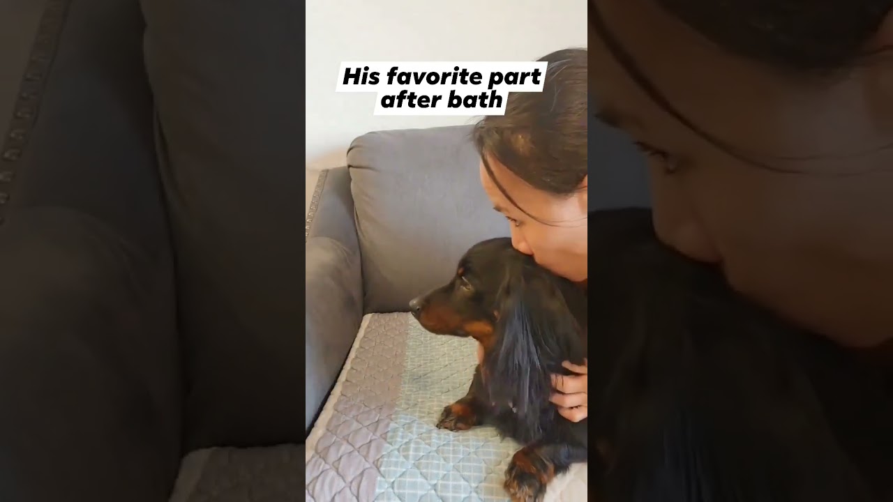 Loves his hair being brushed. 