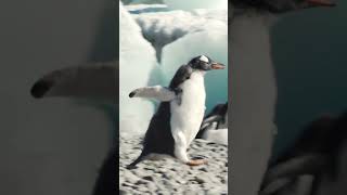 Gentoo Penguin Chase | Antarctica | Lindblad Expeditions