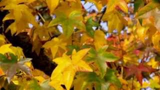 ✿ ♡ ✿ Frederic DELARUE - The Power Of Silence