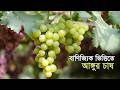 বাণিজ্যিক ভিত্তিতে আঙ্গুরের আবাদ | Grapes| Commercial | Cultivation | Maasranga Business Report 2026
