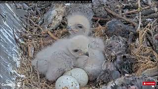 2 Eggs Likley Non-Viable, 2 Chicks Thrive! - Cornell Red-tailed Hawks Big Red & Arthur (5/4)