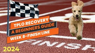 TPLO surgery recovery helping you with your dogs recovery week 8