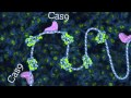 Редактирование генов с помощью CRISPR-Cas9