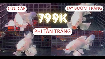 KHOA AQUARIUM | BÁO GIÁ PHI TẦN CỬU CÁP TRẮNG PHIÊN BẢN VÂY VI SIÊU KHỦNG, SIÊU VÂY VI CỰC ĐẸP