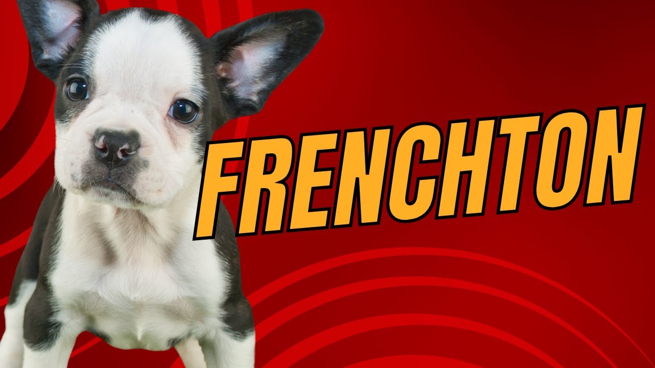 french bulldog cross boston terrier for sale