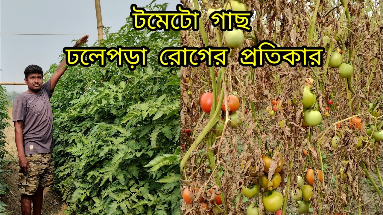 Yangi yuz otirgan cunnilingus porno