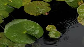 Rain on lilypads to help you sleep instantly. screenshot 2