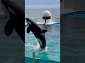 シャチ登場