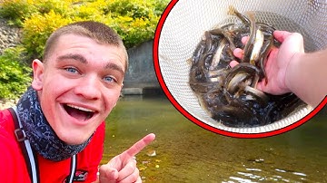 I Caught 500 MINNOWS IN 5 MINUTES!
