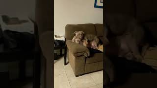 Unconditional Love Of Two Pitbull Dogs