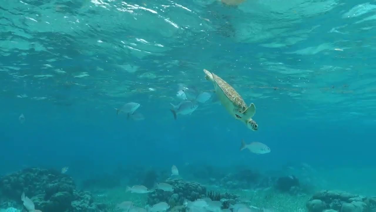 A Baby Turtle Dives Down at Belize's Hol Chan Reserve