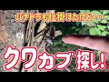 バナナトラップからの河川敷クワカブチェック！（カブトムシ、ノコギリクワガタ、ヒラタクワガタ）