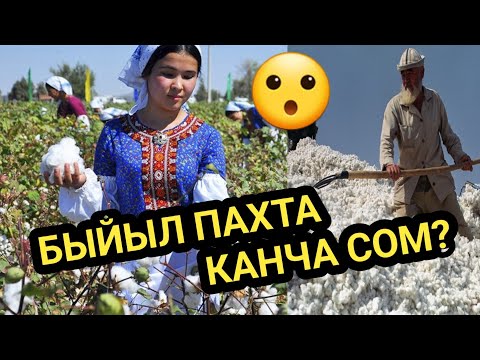 Video: Пахтанын үлпүлдөшү деген эмне?