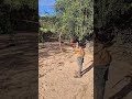 Real African Hunter Shoots Giant Pigeon True African Bow Hunting Skill | Wild Africa. #shorts