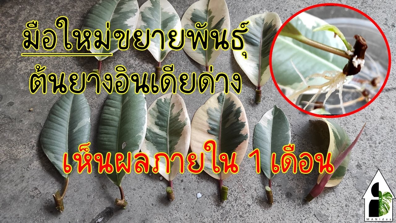 Ep#33 มือใหม่ขยายพันธุ์ต้นยางอินเดียด่าง เห็นผลภายใน 1 เดือน ฉบับละเอียด