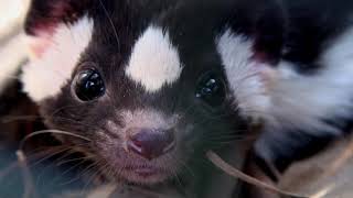 The Spotted Skunk in Costa Rica