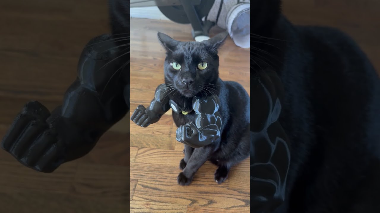 Black Cat Gets Muscular Arms ViralHog