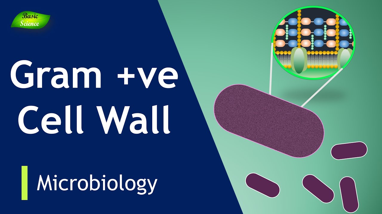 Gram-positive cell wall | Bacterial membrane | lipoteichoic acids | Basic Science Series