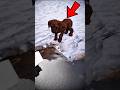 One Accident Changed This Puppy Forever😱
