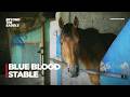 Blue Blood Stable — Jaya Jaya Jaya! Sang Pendatang Baru Siap Cetak Sejarah!
