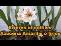 ERRORES Al Cultivar AZUCENAS AMARILIS  (Hippeastrum amarillys)