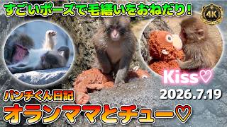 【オランママとチュー💓】 パンチくん日記 池にダイブ！すごいポーズで毛繕い！市川市動植物園2 026.7.19 Punch The Monkey & Oran mama【4K】