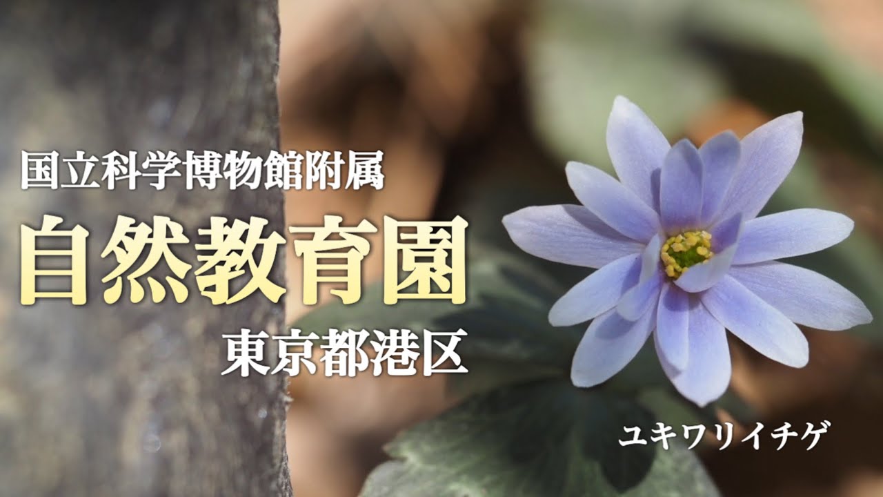 東京都の山野草の名所🌸】 2月 ユキワリイチゲに会いたくて 国立科学