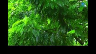 Uru - The Last Rain lyric Sub