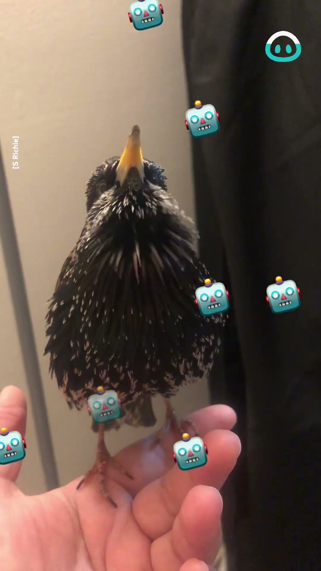 Unbelievable Mimicking Starling || ViralHog