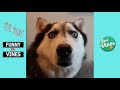 Top 200 Highlights of Animals on Vine   FUNNY Animals 62