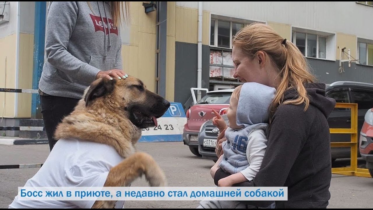 Как помочь бездомным животным