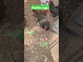 get chickens, get out of your HOA. work towards for independence. #chicken #gardening #farming