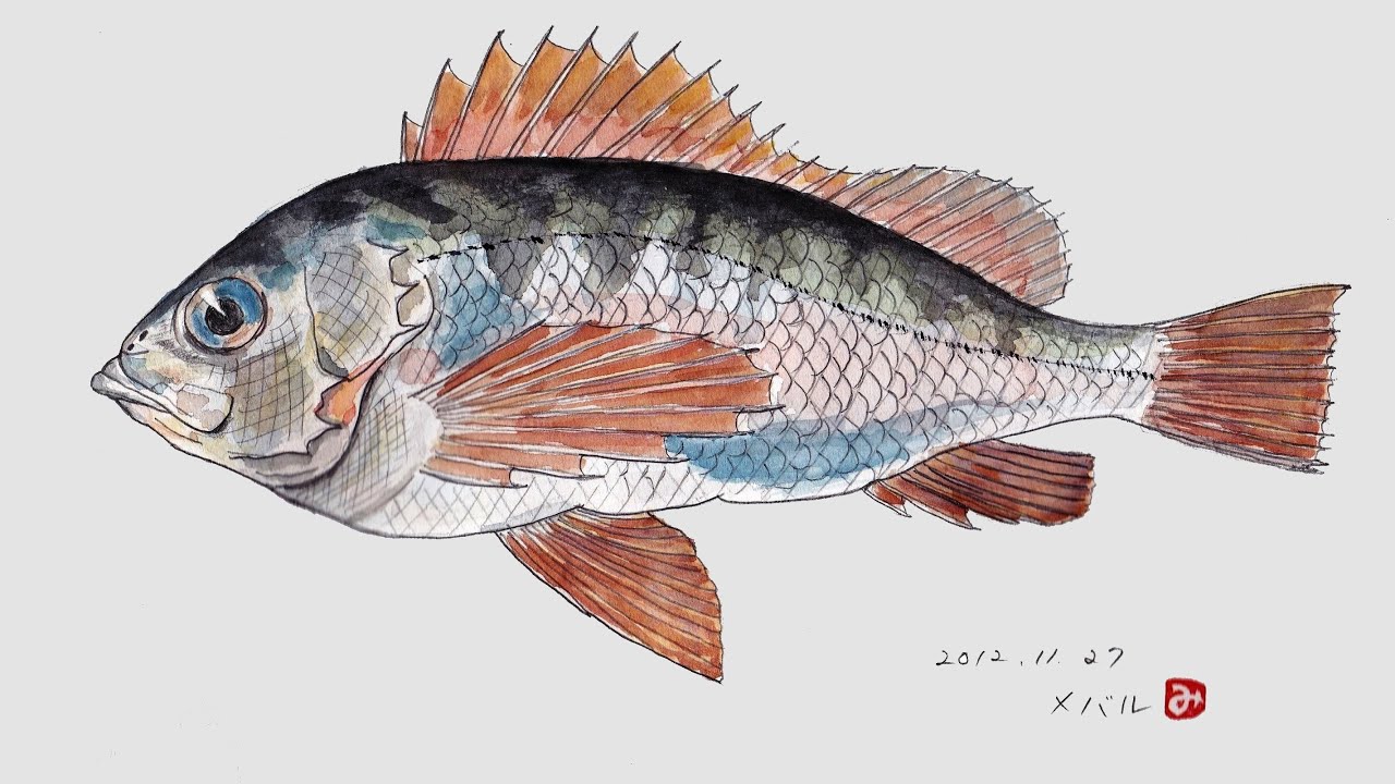 魚絵 Fish Sketch Youtube