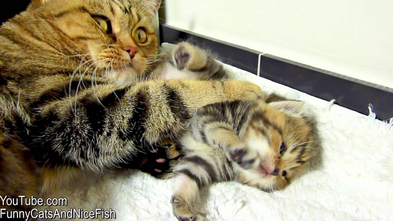 Cute Kittens Moments A Cats accident and happy end YouTube