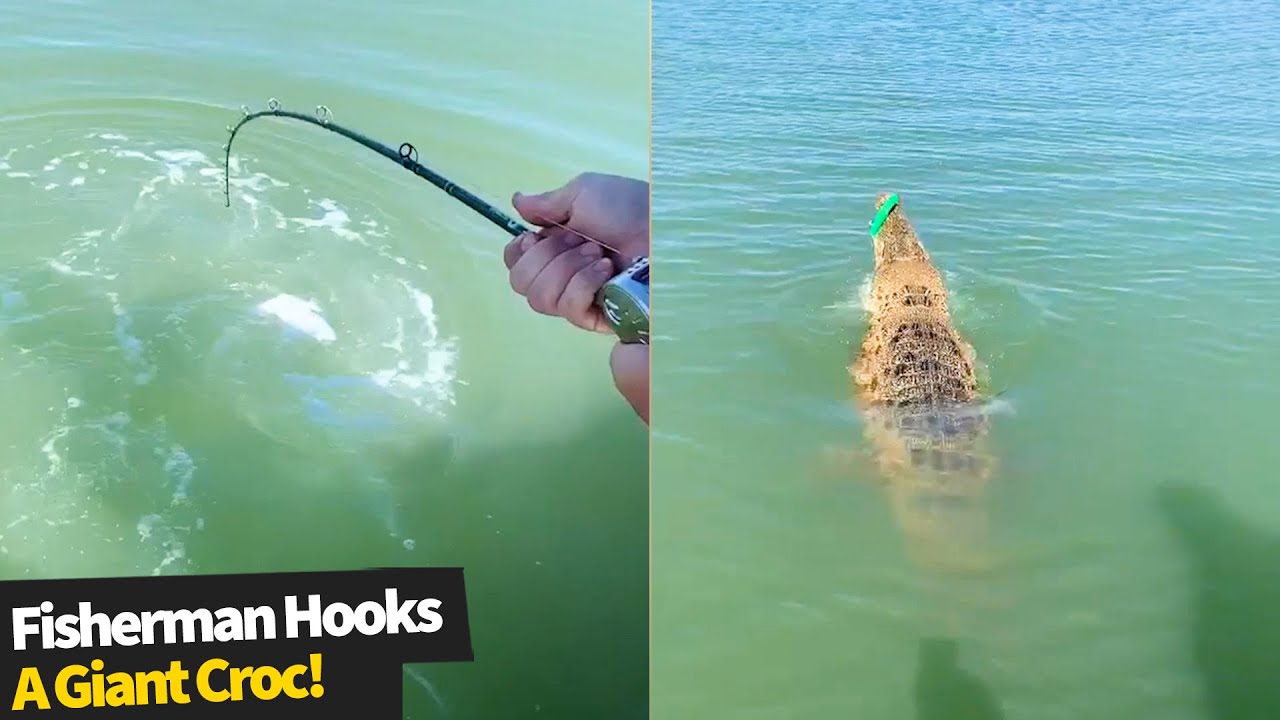 Fisherman accidently reels in a GIANT Crocodile which refused to let go of  the line.