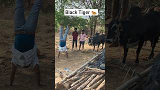 Handstand 🔥😱 Black Tiger Bull 🐂 No Fear Bull 🔥#handstandhold#handstandvinay