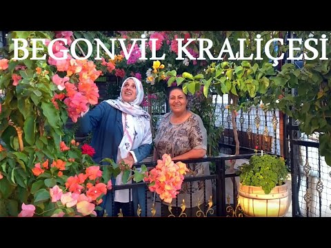 Begonvil Kraliçesi Perihan Ablanın Bahçesi | Misafir Bahçeler #2