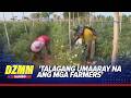 Some farmers allow produce to rot because transport costs are too high - trader | DZMM TeleRadyo