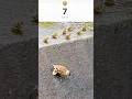 雛が1羽だけ置いていかれて猛追劇【カルガモ親子】