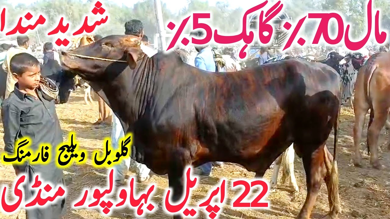 Bahawalpur Cow Mandi Today Fresh Video Cholistani Brahmn Qurbani 2025 || Global Village Farming