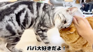 周りにちょっかい出し過ぎてポツンと孤立した茶々パパのところにクロくんが向かい... #猫 #マンチカン